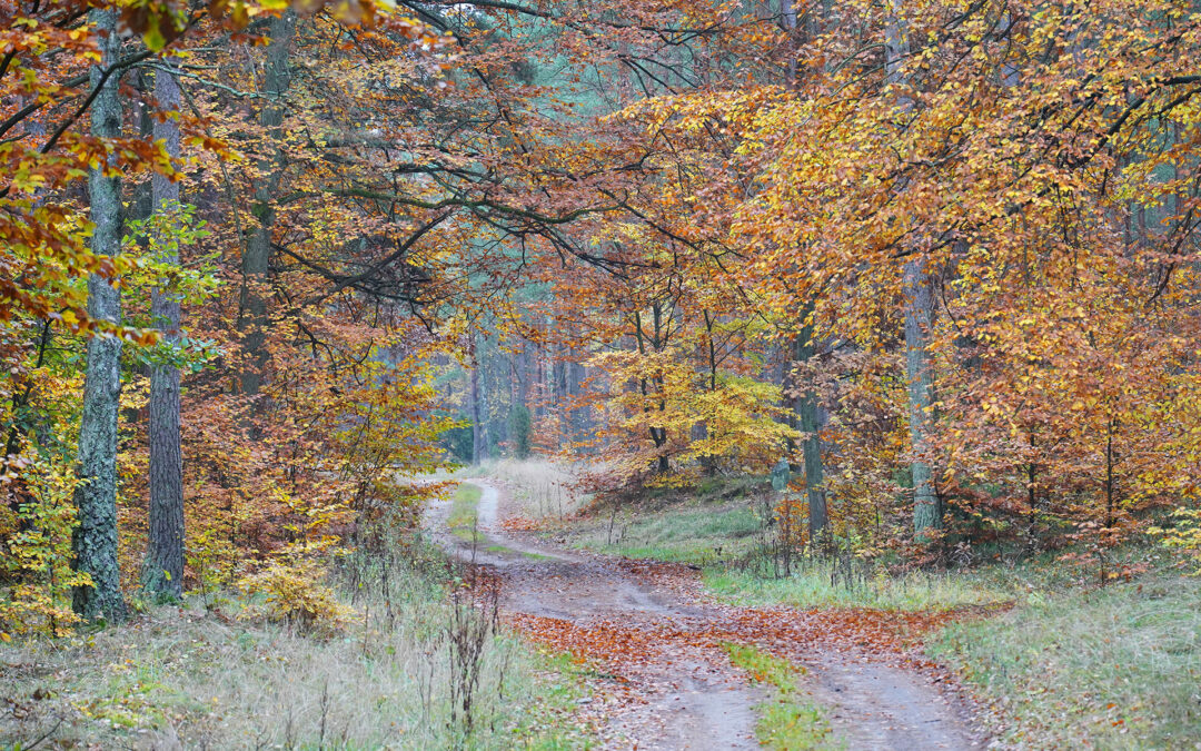 JESIEŃ NA KASZUBACH – ZNAMY WYNIKI